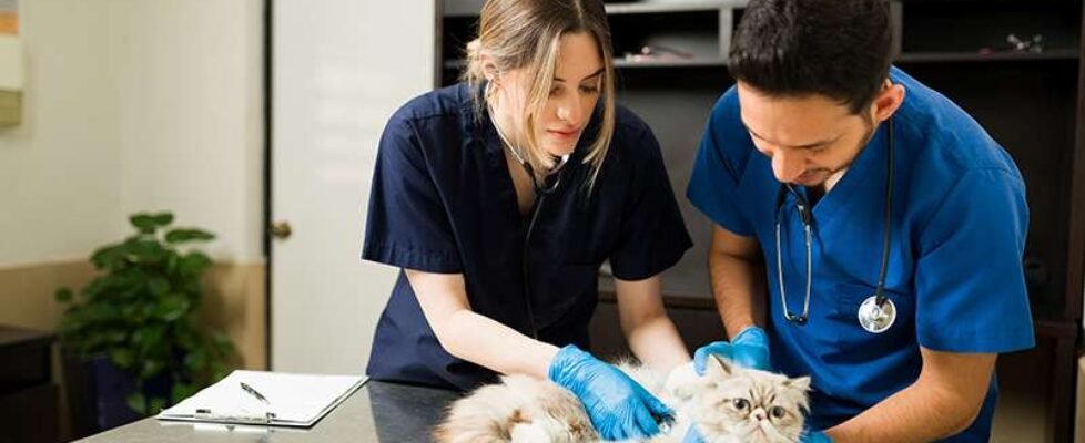 El seguro de Salud para mascotas avanza con paso firme hacia su consolidación