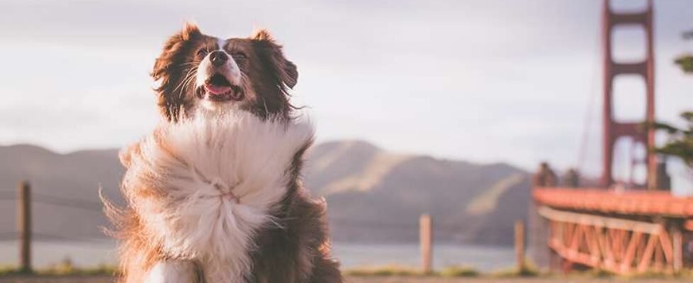 Iris Global incorpora coberturas opcionales para mascotas en su seguro de Asistencia en Viaje