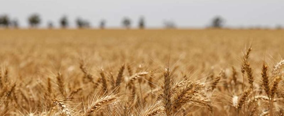 Agroseguro abona otros 23 millones en indemnizaciones a productores cerealistas