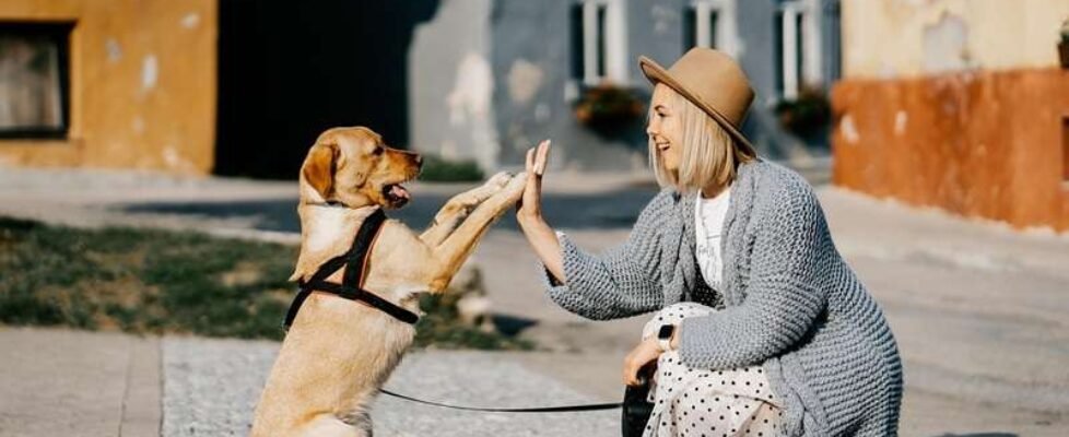 mascota-perro-sueño-feliz-gratuita