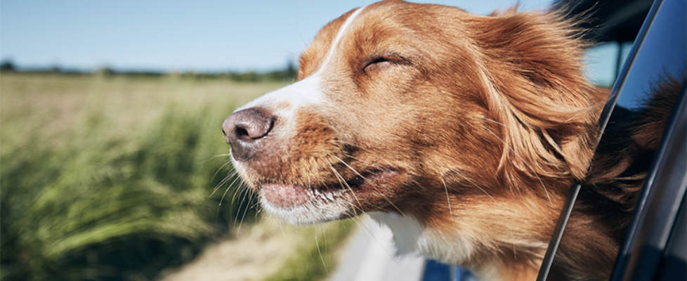 vetland Viajar con tu perro