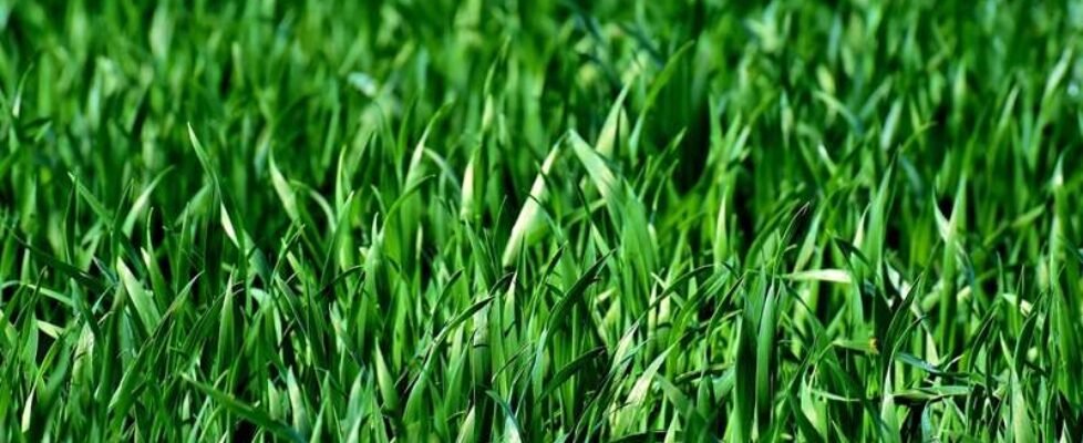 prado-campo-hierba-sostenibilidad-medioambiente-gratuita