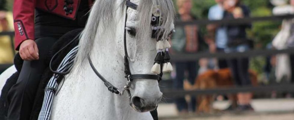 caballo jinete hipica entrenamiento ecuestre - gratuita