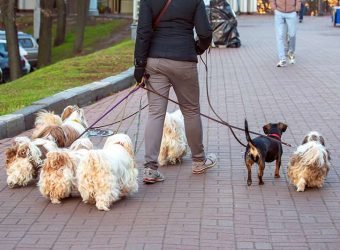 Hiscox descubre las profesiones más sorprendentes que deberían asegurar su RC