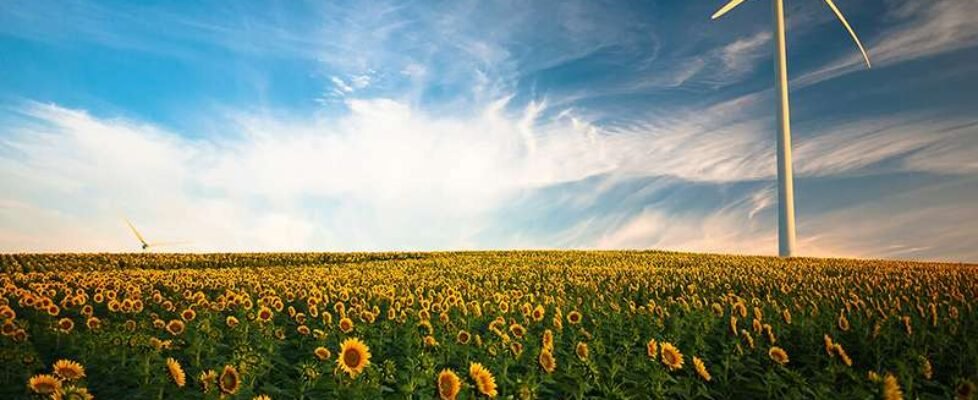 Allianz-girasoles