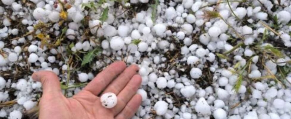 agroseguro tormenta pedrisco