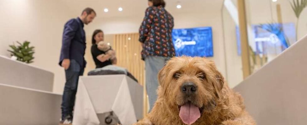 Grupo Albia_Artemis mascotas