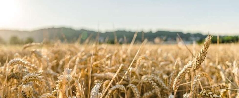 campo trigo cebada - gratuita