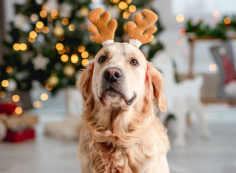 guía tóxicos mascota perro navidad vetland assistance