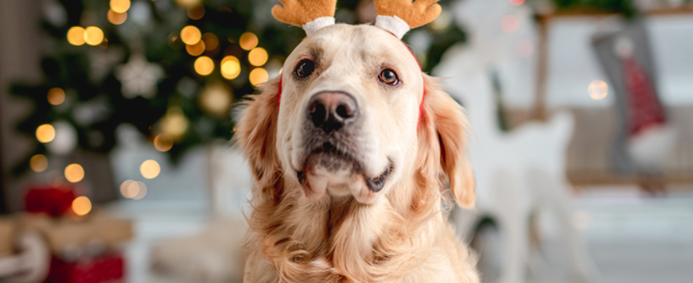 guía tóxicos mascota perro navidad vetland assistance