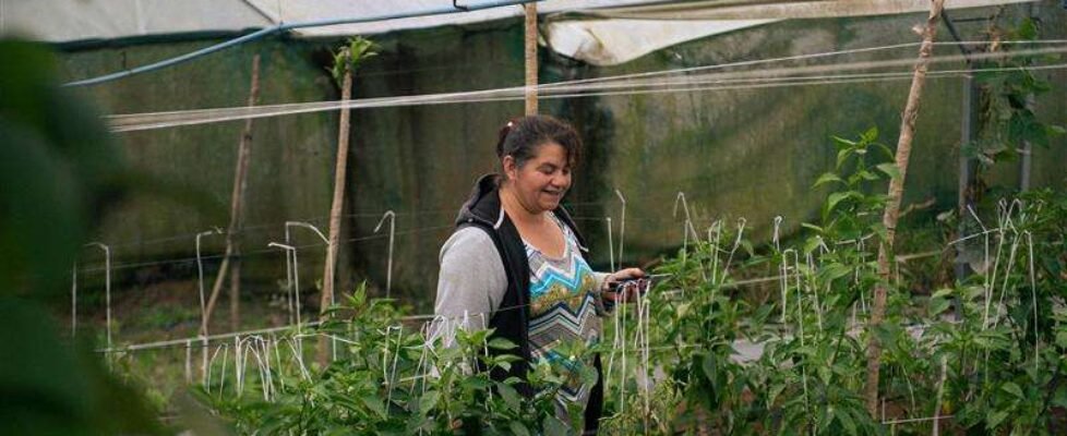 mapfre microseguros emprendedores latinoamerica