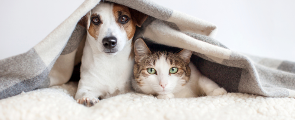 vetland assistance Guía cuidar mascotas en invierno