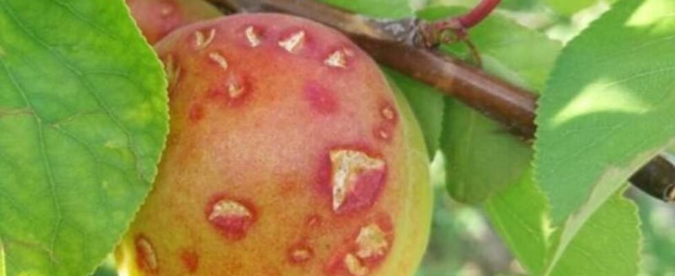 fruta albaricoque melocoton siniestro agroseguro