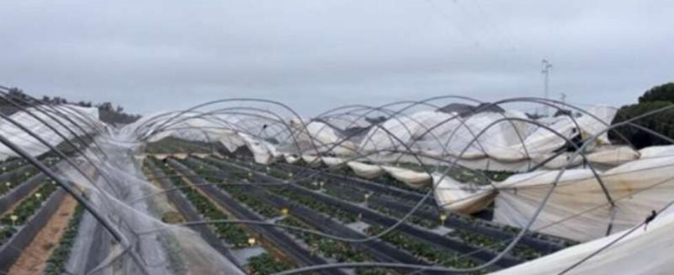 agroseguro borrasca tormenta viento lluvia invierno