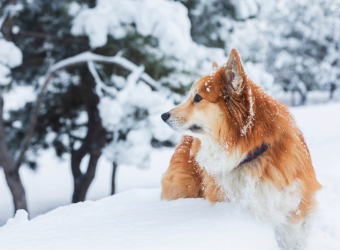 mascota nieve exterior - vetland assistance