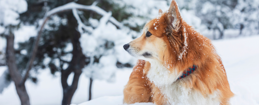 mascota nieve exterior - vetland assistance