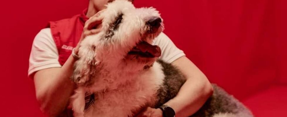 Generali 'Pausa en Fallas' seguro mascotas