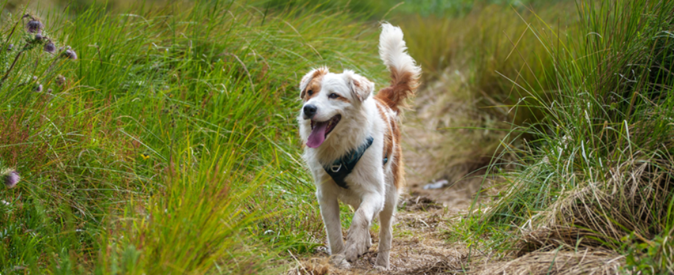Paseo perro bosque vetland assistance