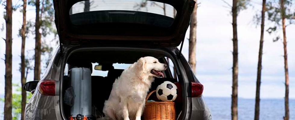 mascota viaje - free