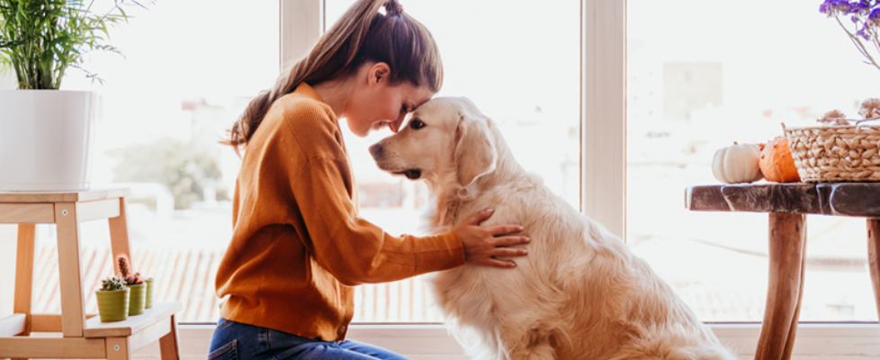 Vetland Assistance mascota perro veterinario